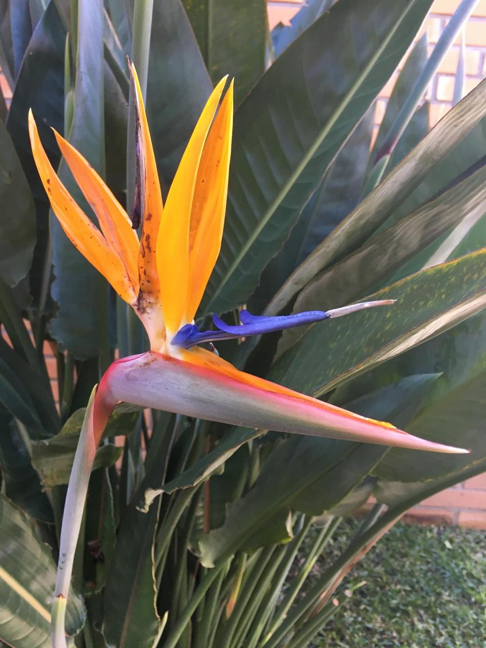 Strelitzia, a flor ave-do-paraíso, florida no jardim da pousada